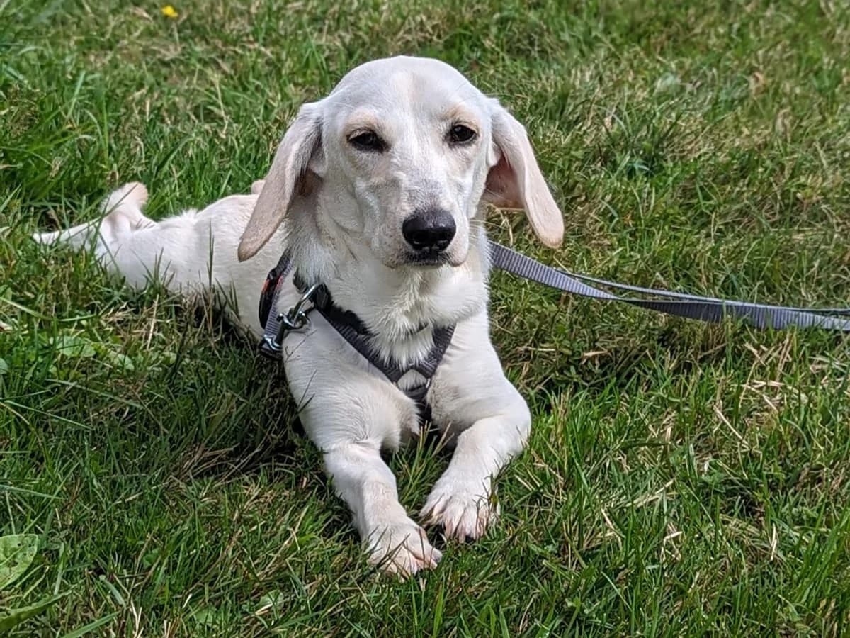 Blanche – Zuhause gefunden, male puppy Mixed Breed for adoption at Fellfreunde e.V., Solingen