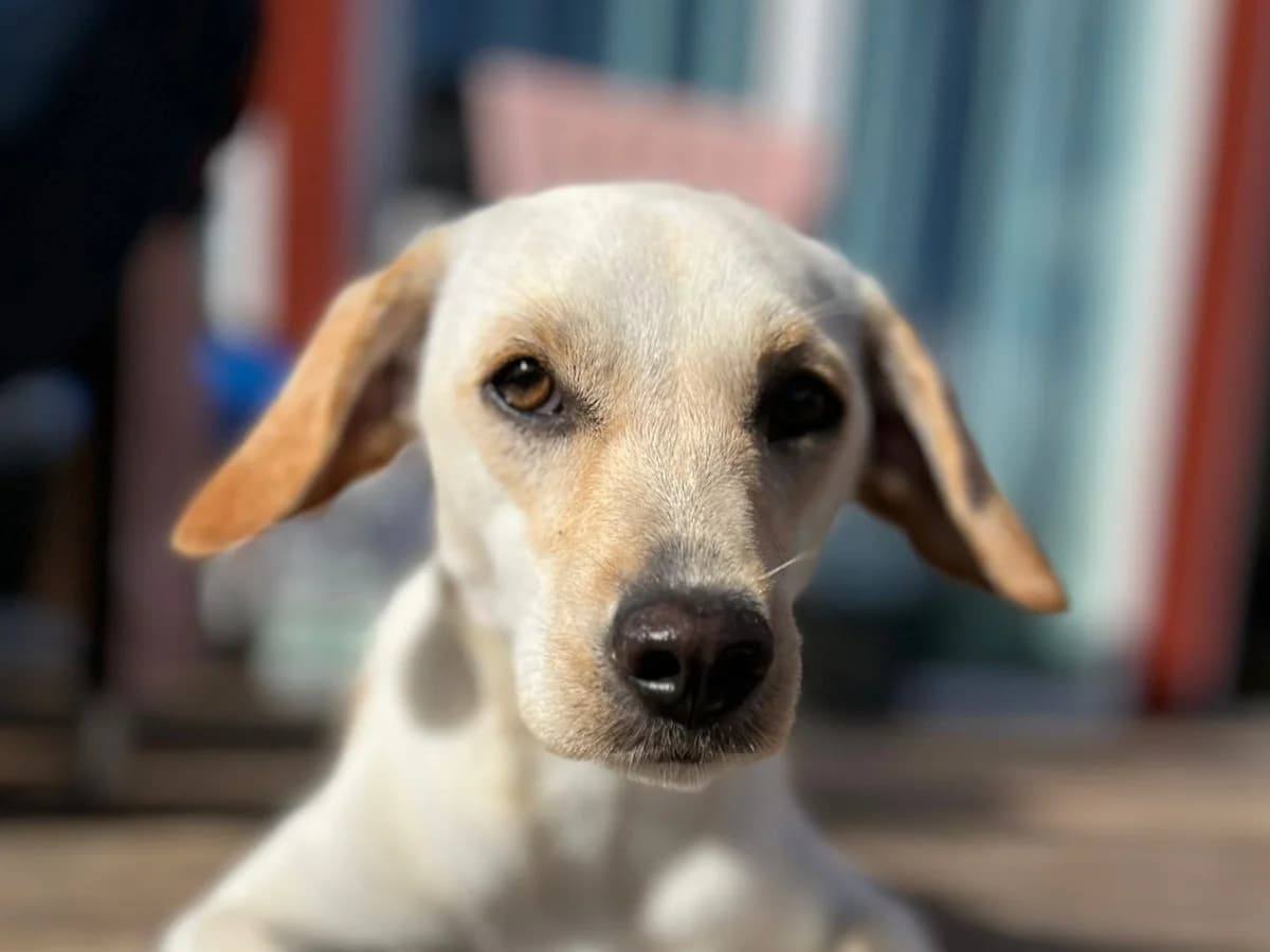 Mala – Zuhause gefunden, male Mixed Breed for adoption at Fellfreunde e.V., Solingen