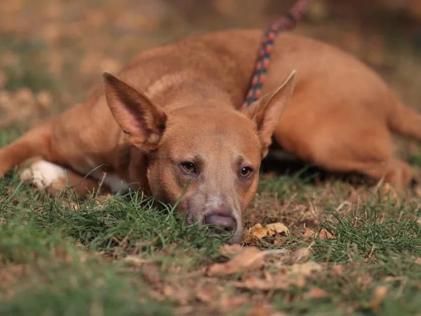 Ivy, female Mixed Breed for adoption at Fellfreunde e.V., Solingen