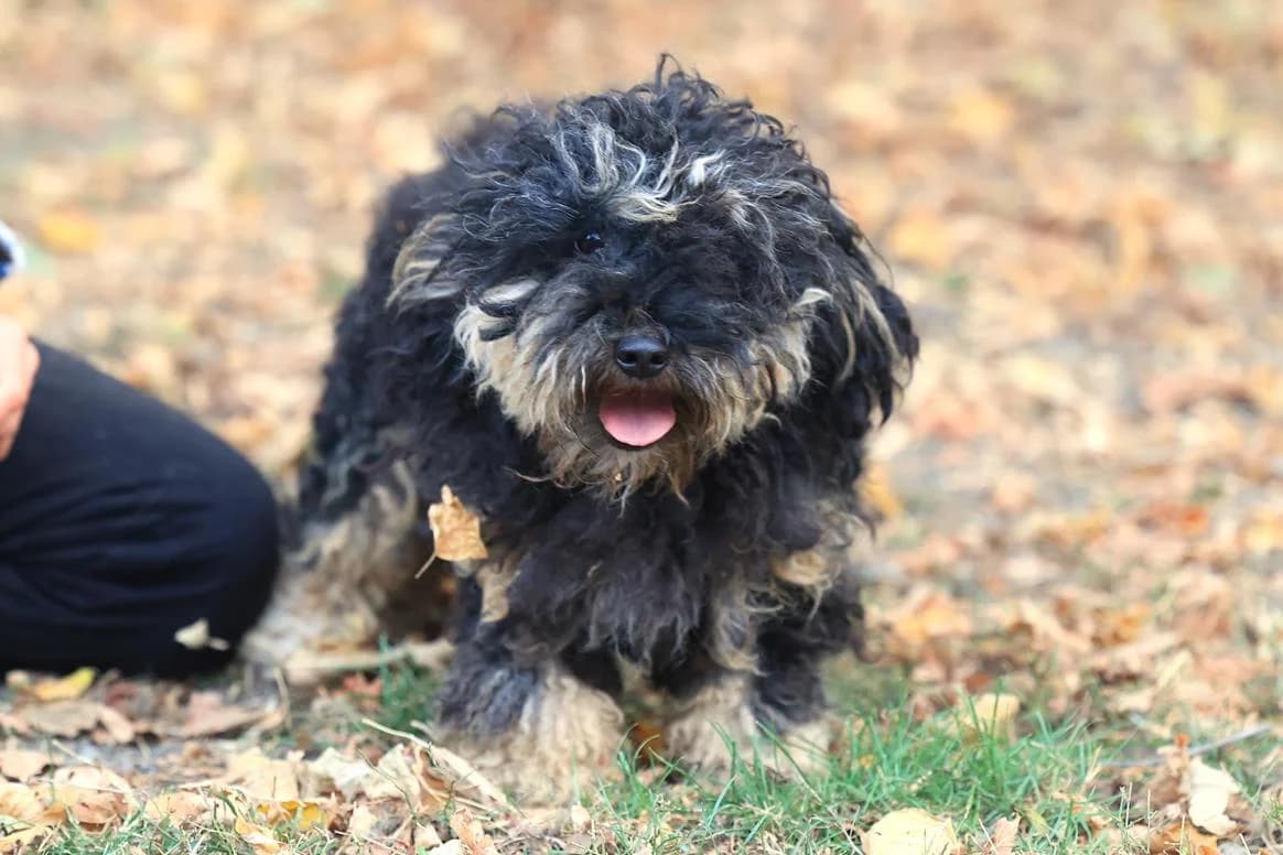 Happy, female Mixed Breed for adoption at Fellfreunde e.V., Solingen