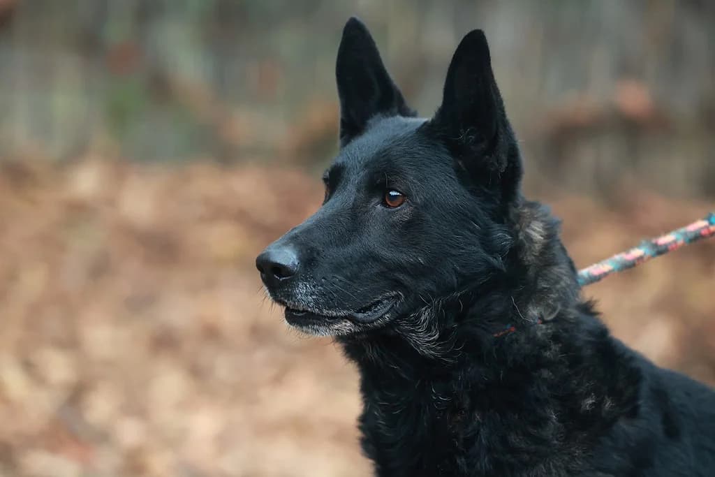 Elvis, male Mixed Breed for adoption at Fellfreunde e.V., Solingen