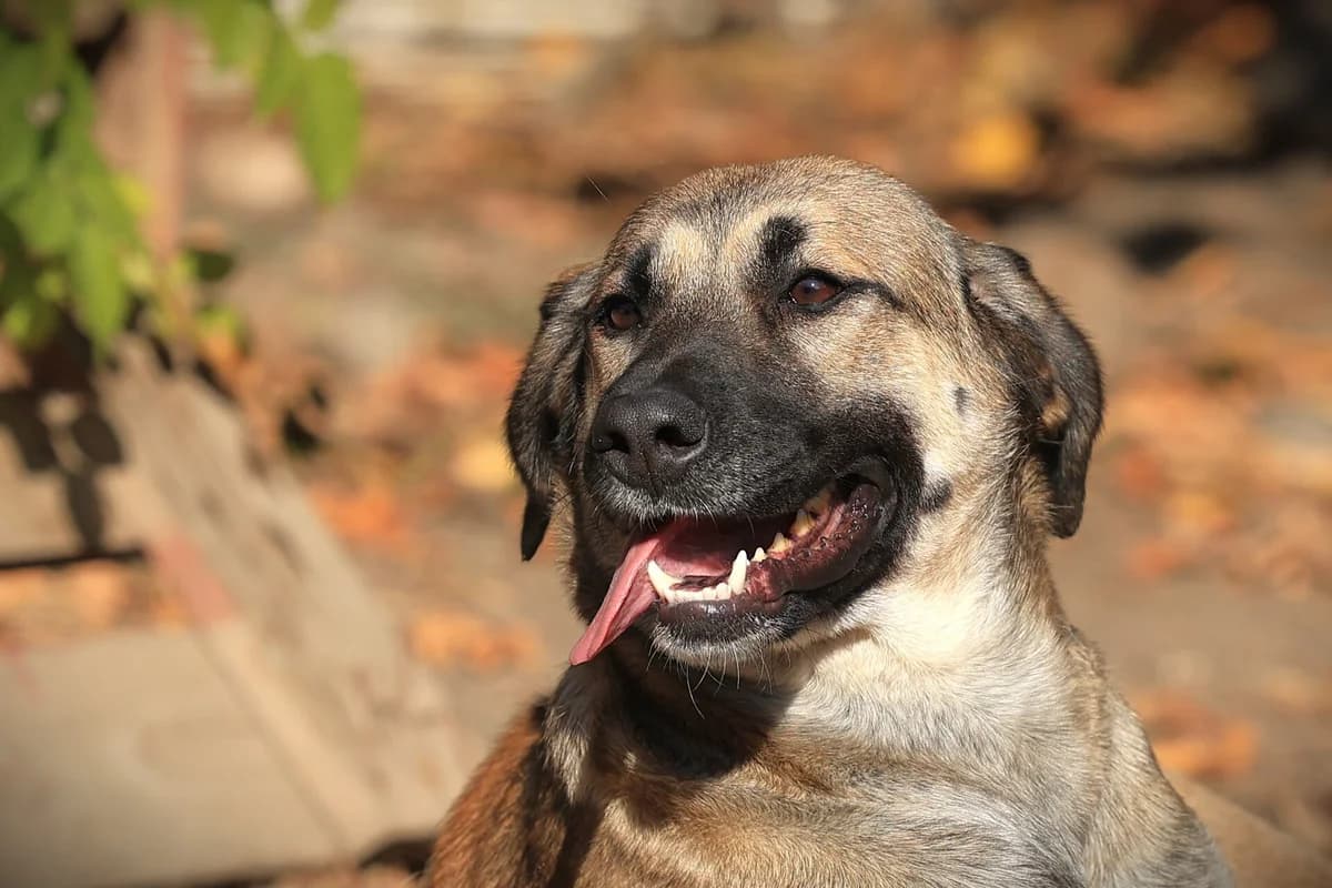 Alani, female puppy Mixed Breed for adoption at Fellfreunde e.V., Solingen
