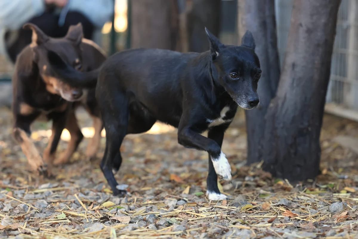 Bogi, female Mixed Breed for adoption at Fellfreunde e.V., Solingen