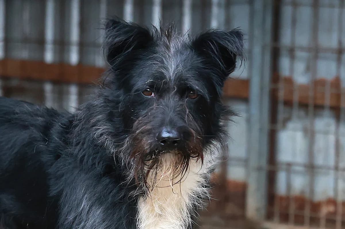 Dani, male Mixed Breed for adoption at Fellfreunde e.V., Solingen