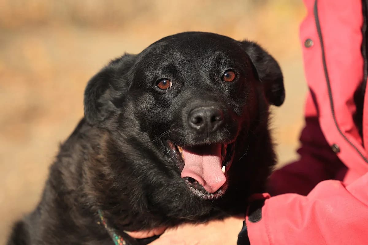 Bobby, schwarz male puppy Mixed Breed for adoption at Fellfreunde e.V., Solingen