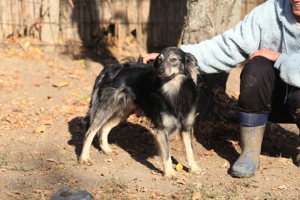 Gray, male young Mixed Breed for adoption at Fellfreunde e.V., Solingen