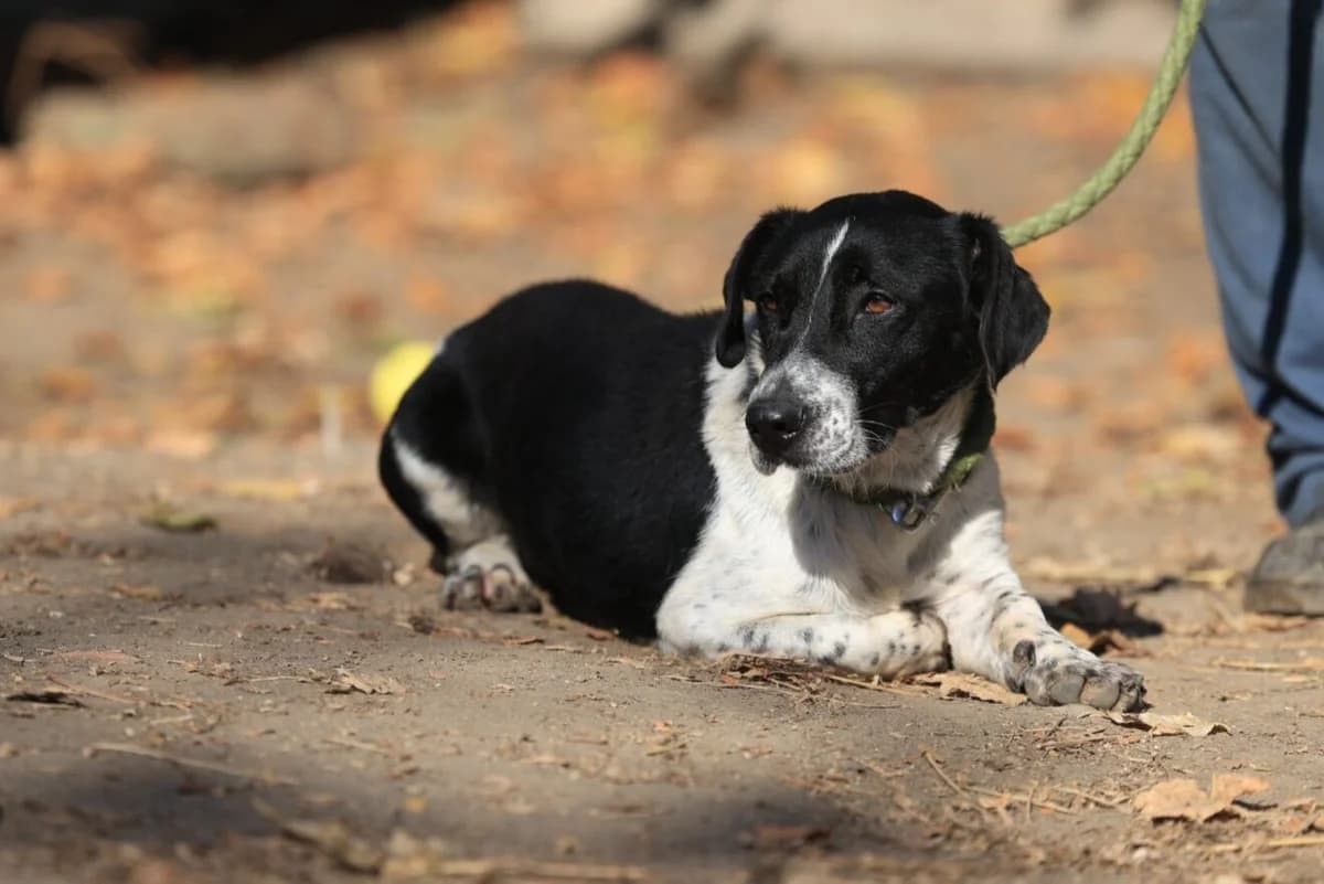 Grisu, male Mixed Breed for adoption at Fellfreunde e.V., Solingen