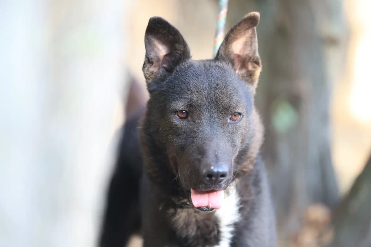 Frodo, schwarz male Mixed Breed for adoption at Fellfreunde e.V., Solingen