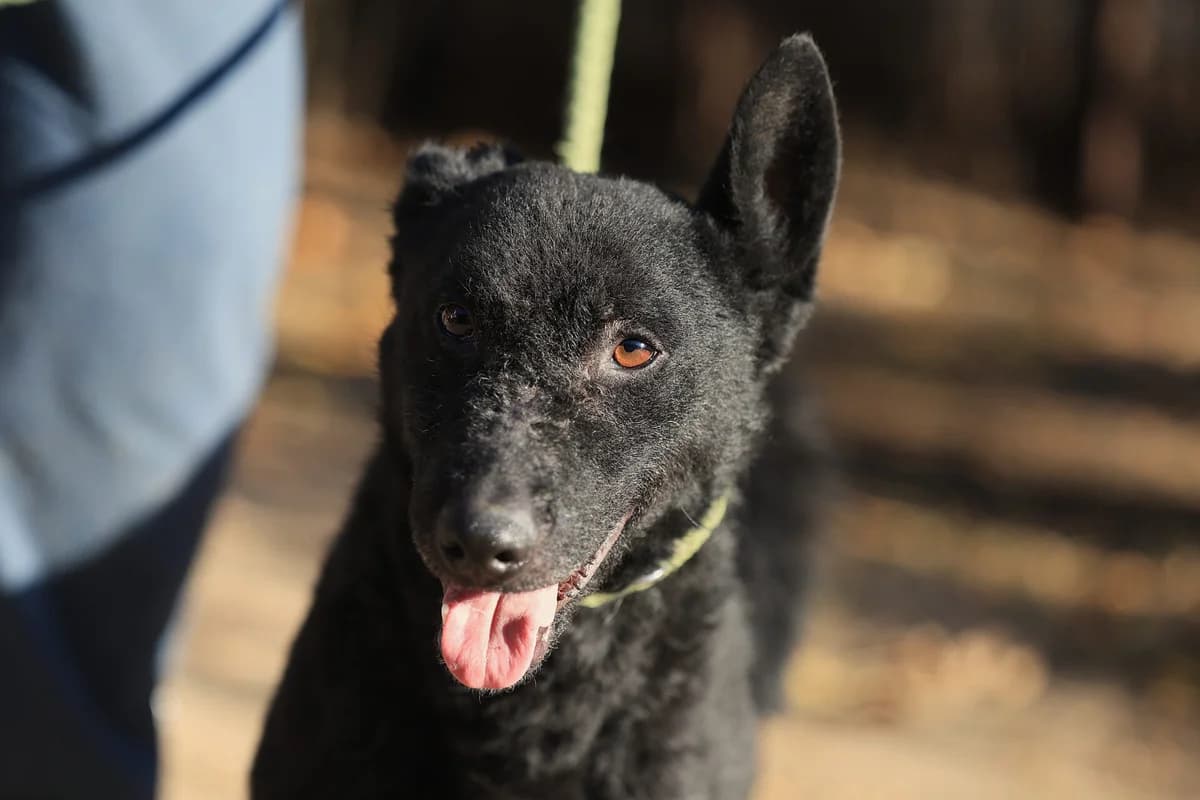 Bruno, male young Mixed Breed for adoption at Fellfreunde e.V., Solingen