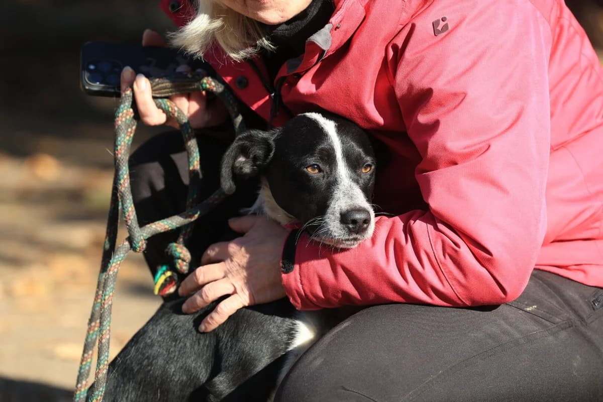 Beni, male Mixed Breed for adoption at Fellfreunde e.V., Solingen