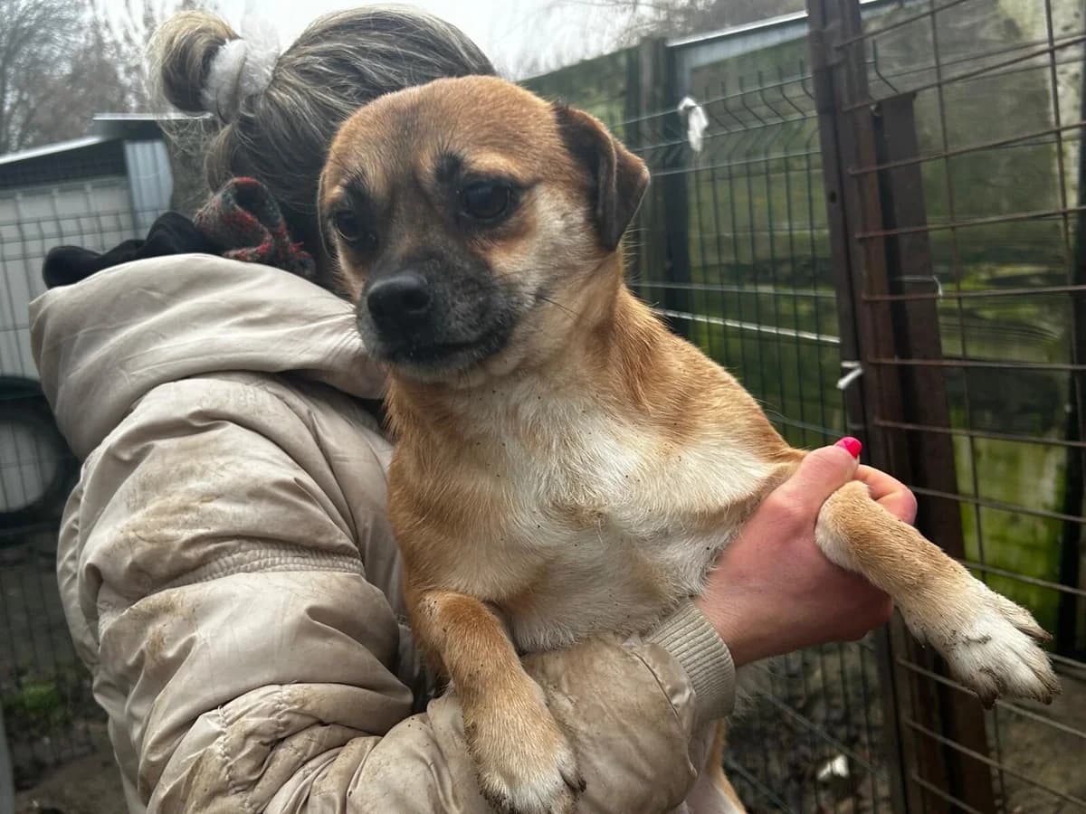 Honey – in Kürze auf PS in Solingen, male Mixed Breed for adoption at Fellfreunde e.V., Solingen