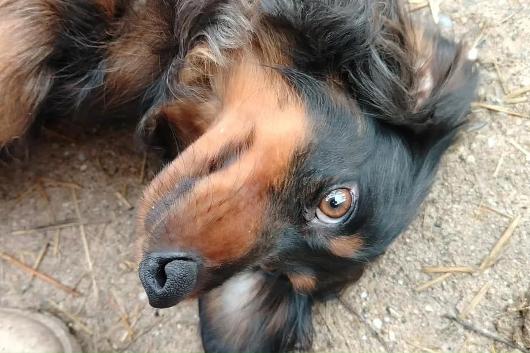 Lilli – reserviert, female puppy Mixed Breed for adoption at Fellfreunde e.V., Solingen