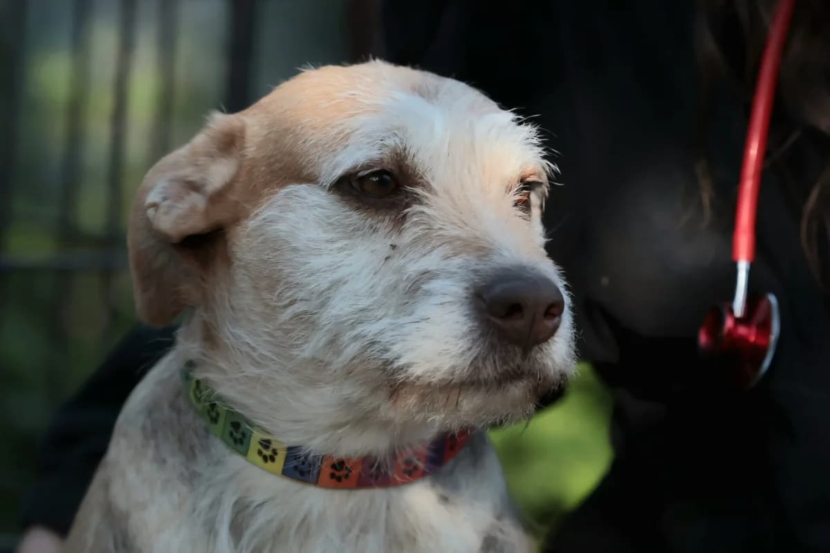 Fay, female puppy Mixed Breed for adoption at Fellfreunde e.V., Solingen