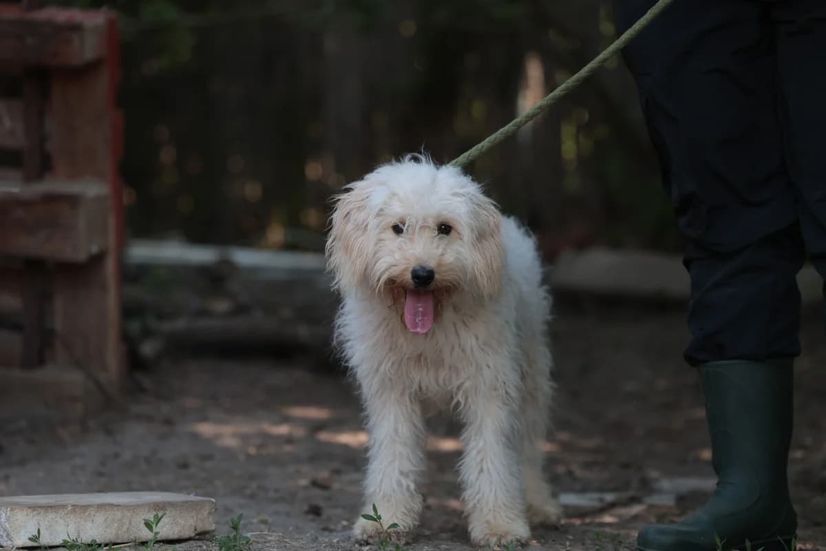 Sofie, male Mixed Breed for adoption at Fellfreunde e.V., Solingen