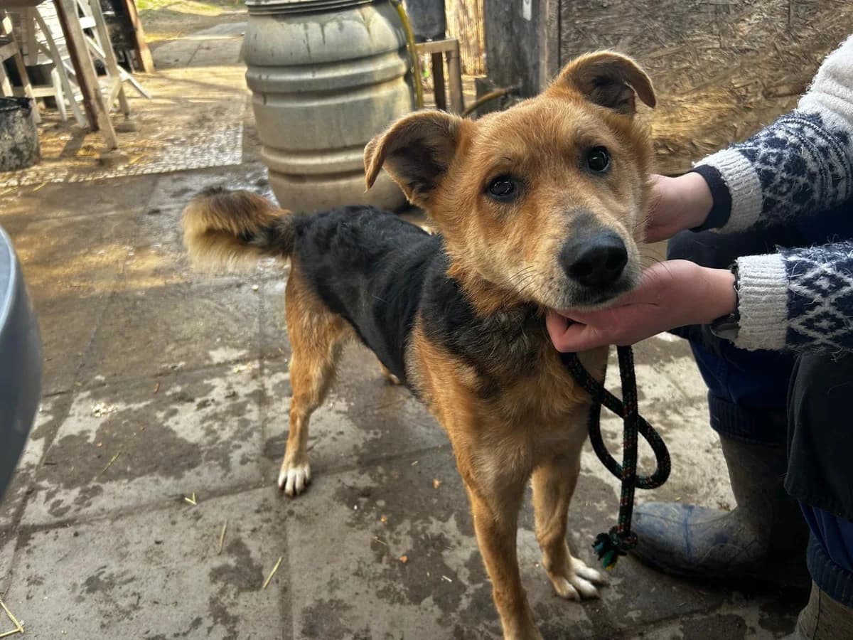 Toni – reserviert, male Mixed Breed for adoption at Fellfreunde e.V., Solingen