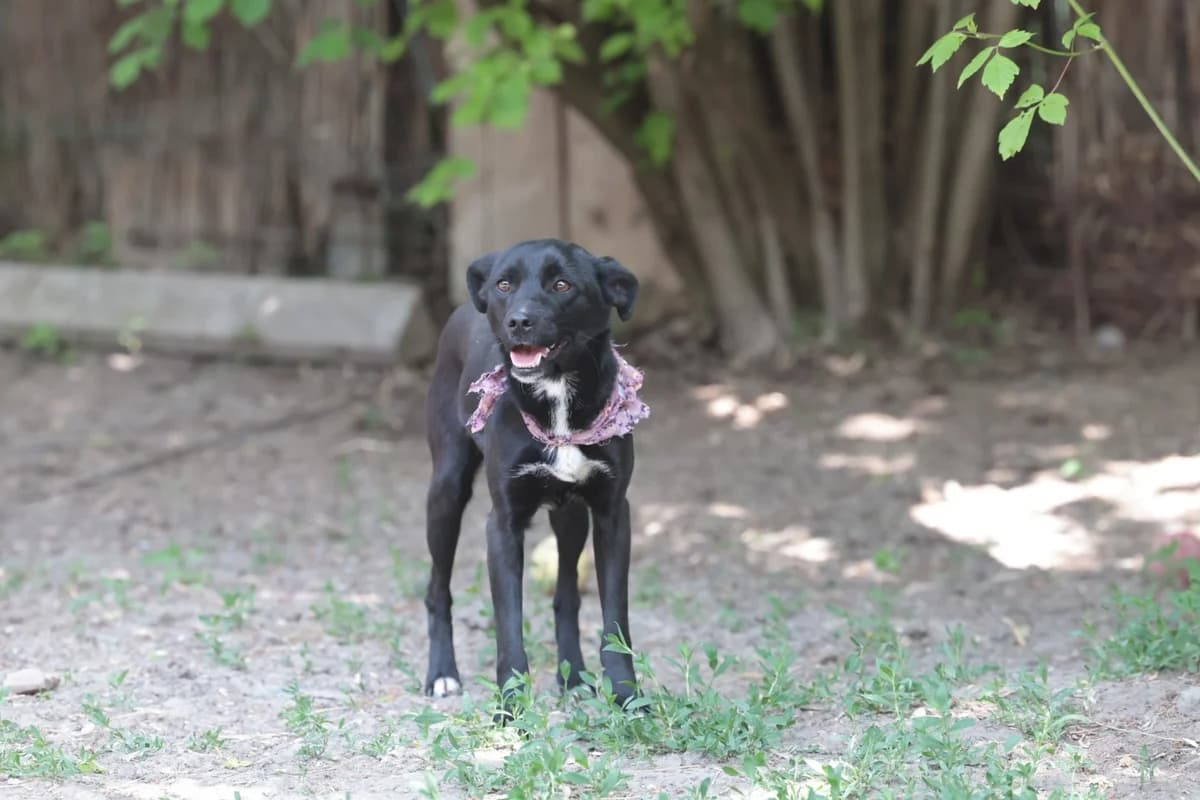 Elsa, female Mixed Breed for adoption at Fellfreunde e.V., Solingen