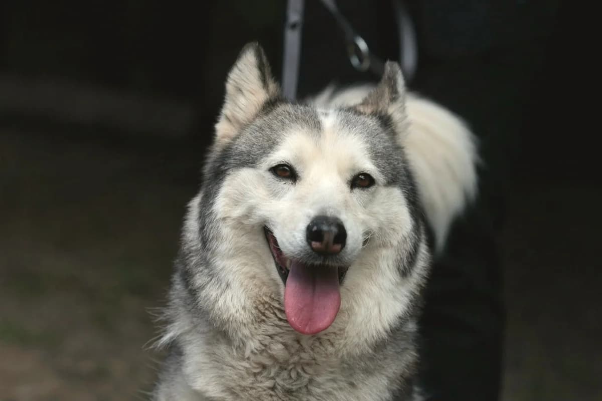 Enya, female Mixed Breed for adoption at Fellfreunde e.V., Solingen