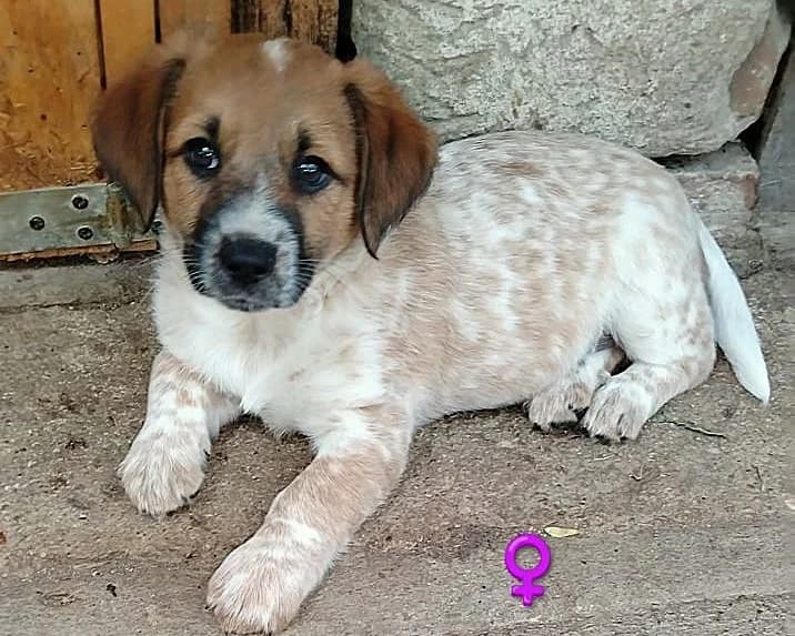 Sally, Mixed Breed (Fellfreunde e.V.)