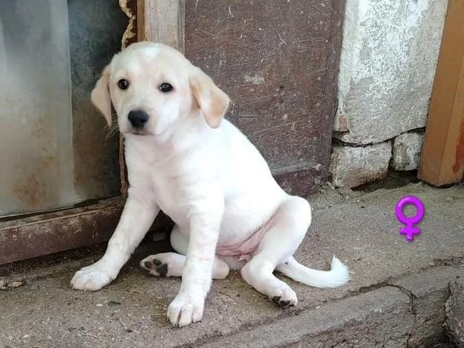 Beverly, Mixed Breed (Fellfreunde e.V.)