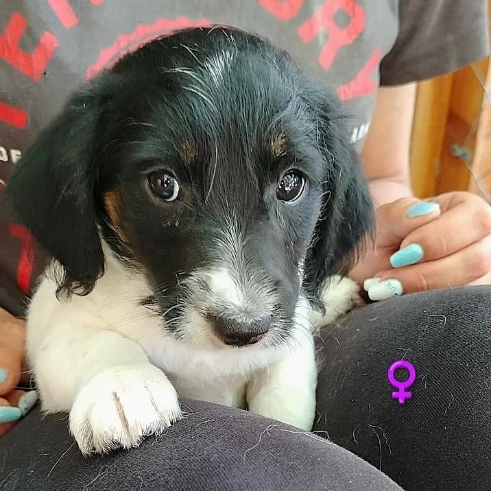 Solara, Mixed Breed (Fellfreunde e.V.)