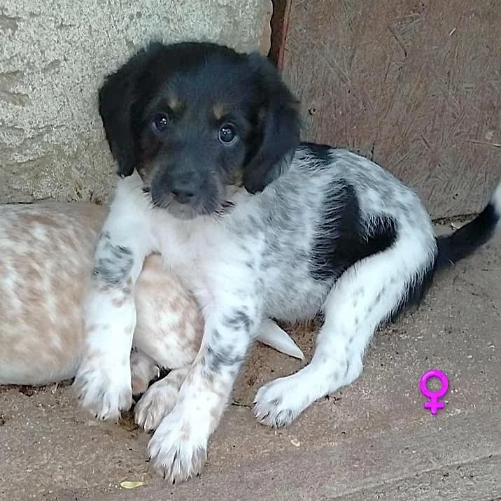 Rosi, Mixed Breed (Fellfreunde e.V.)