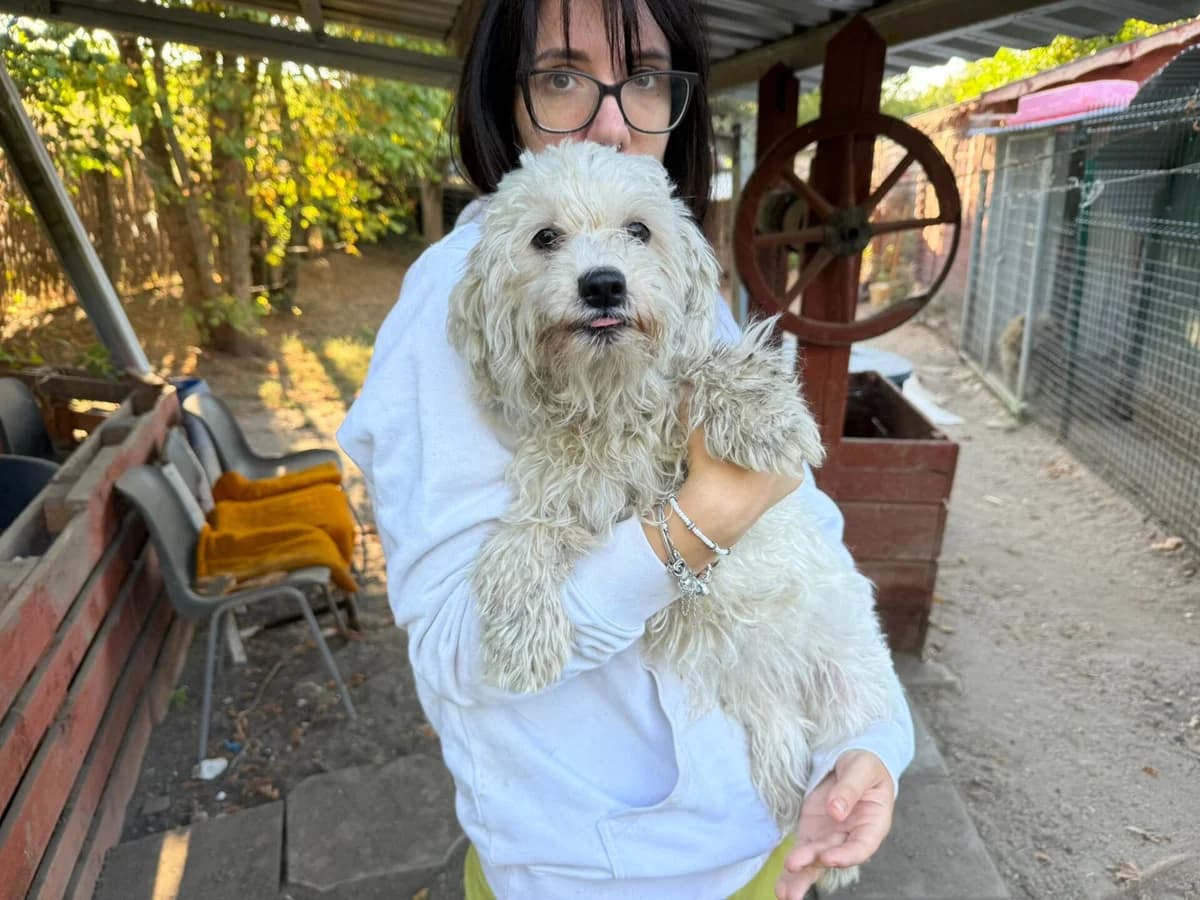 Snowflake, male Mixed Breed for adoption at Fellfreunde e.V., Solingen