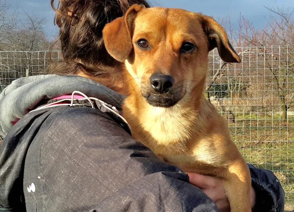 Leo, male Mixed Breed for adoption at Fellfreunde e.V., Solingen