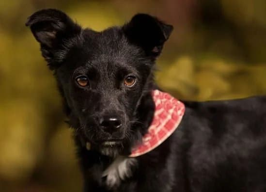 Grimbi, male senior Mixed Breed for adoption at Fellfreunde e.V., Solingen