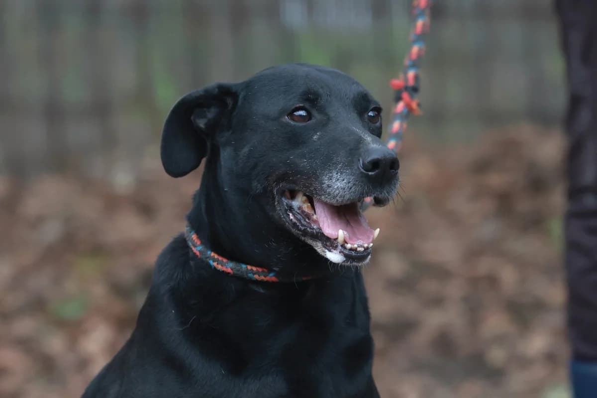 Laszlo, male 5yo Mixed Breed for adoption at Fellfreunde e.V., Solingen