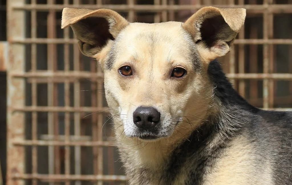Rudi – Patin gefunden, male Mixed Breed for adoption at Fellfreunde e.V., Solingen