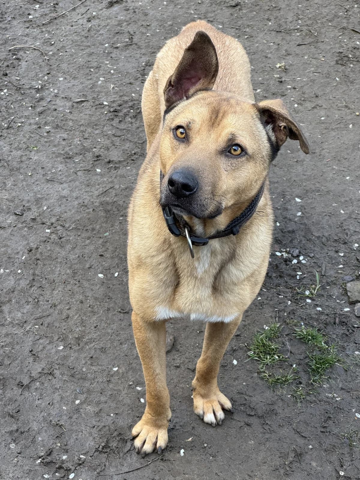 Benny, male 4yo Mixed Breed for adoption at Fellgesichter in Not e.V., Lotte