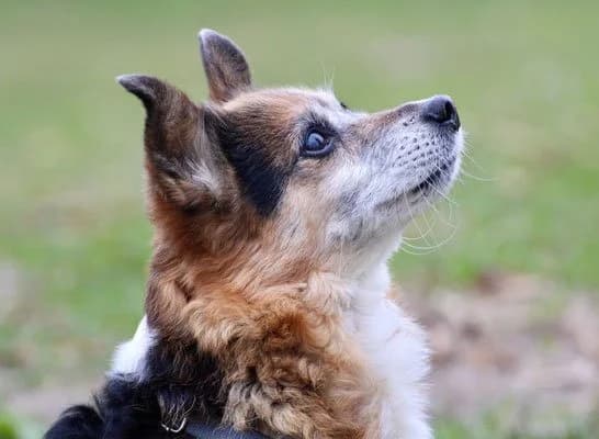 Emmi, female senior Mixed Breed for adoption at Fellgesichter in Not e.V., Lotte