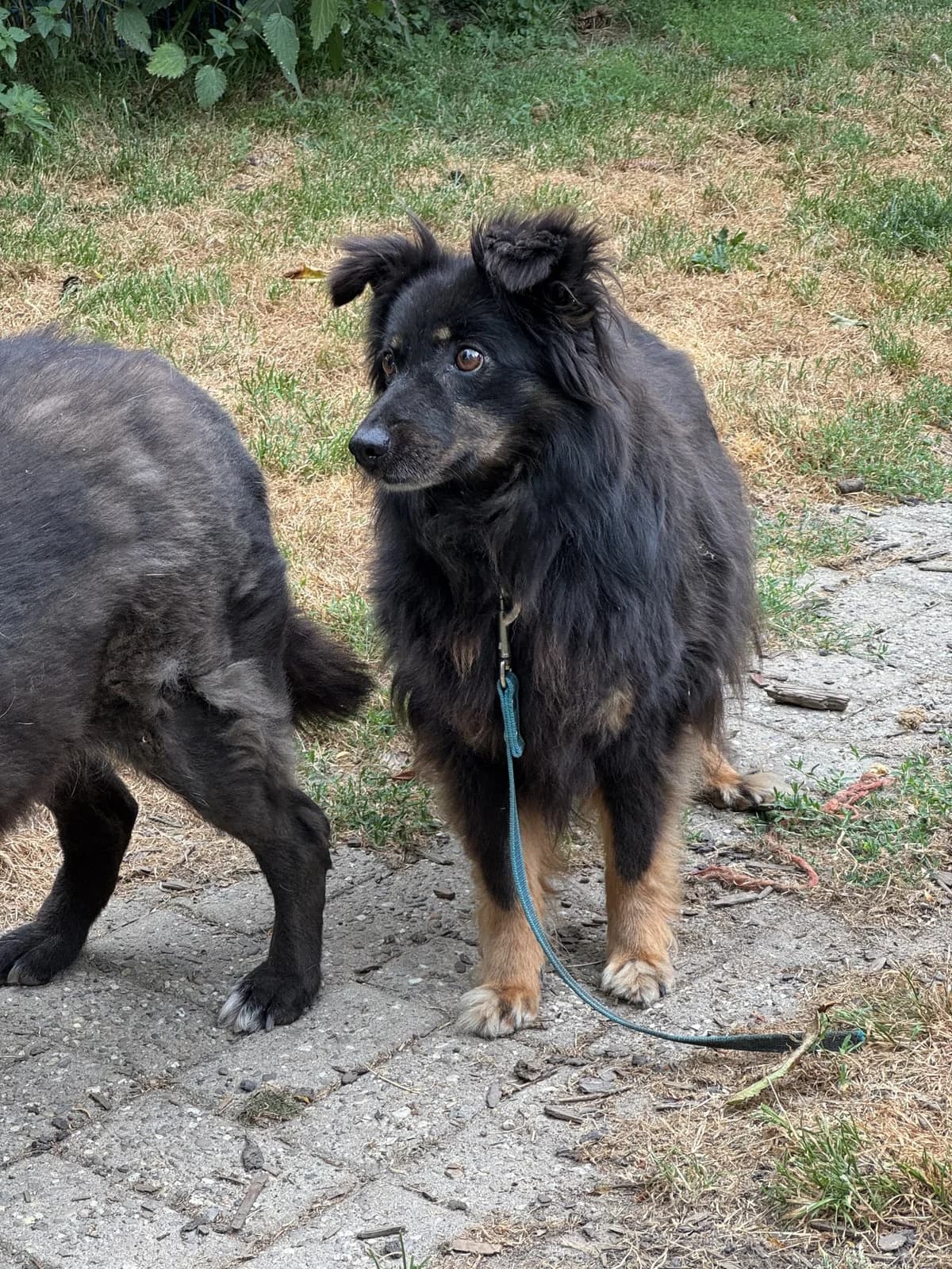 Gabi, female senior Mixed Breed for adoption at Fellgesichter in Not e.V., Lotte