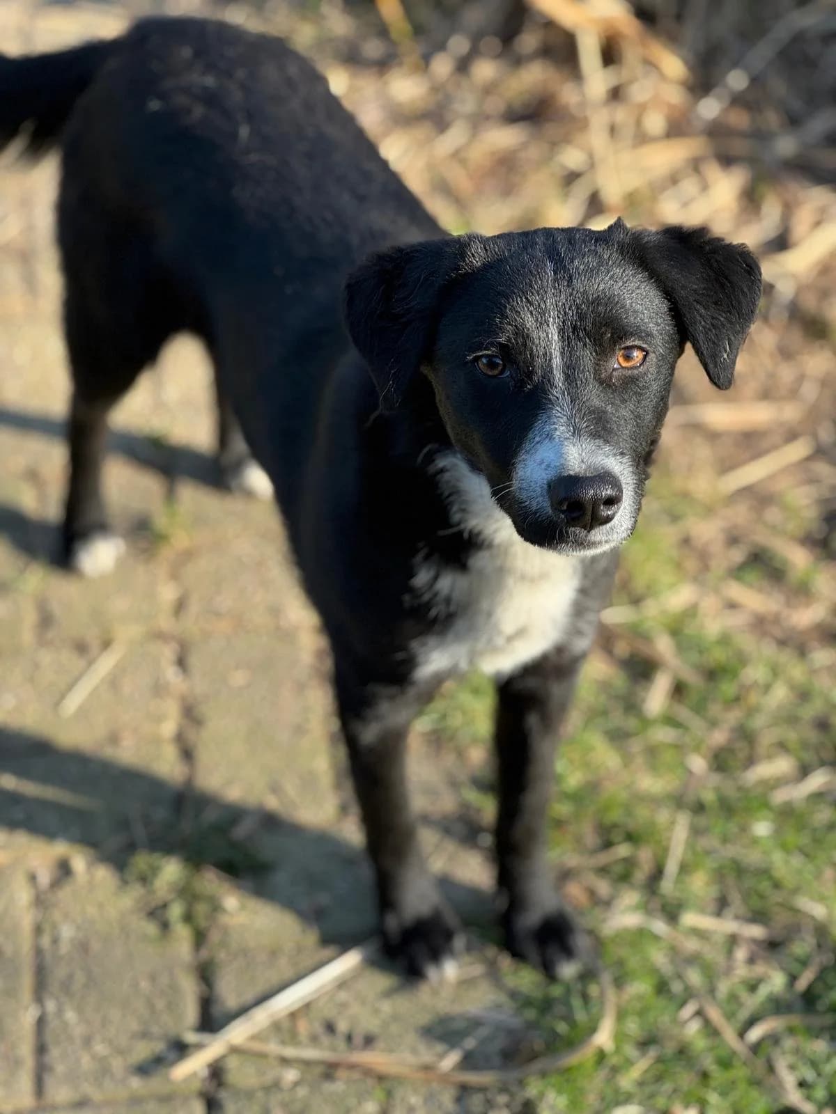 Izzy, female young Mixed Breed for adoption at Fellgesichter in Not e.V., Lotte