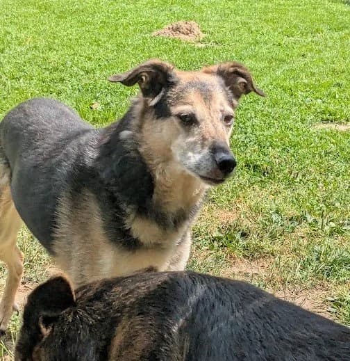 Lanka, female senior German Shepherd for adoption at Fellgesichter in Not e.V., Lotte