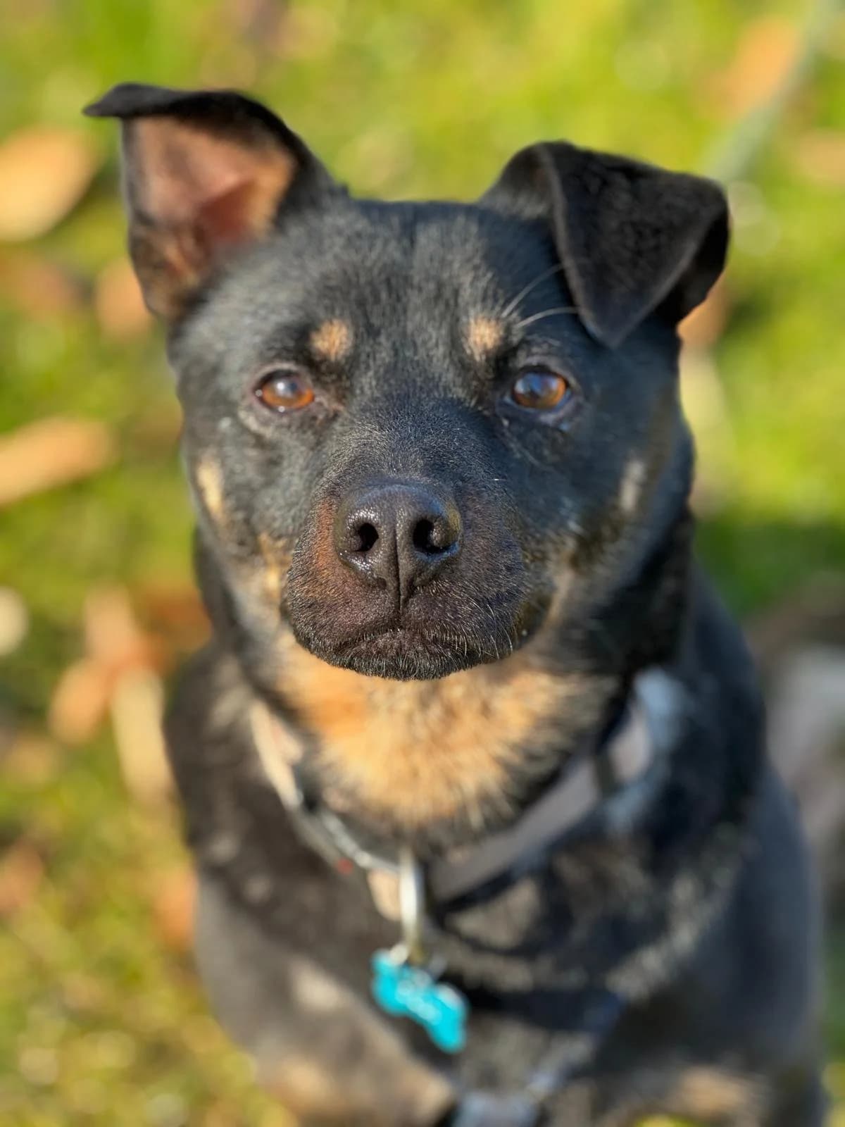 Ollie, male 5yo Mixed Breed for adoption at Fellgesichter in Not e.V., Lotte