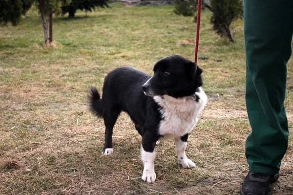 Pino, male senior Mixed Breed for adoption at Fellgesichter in Not e.V., Lotte