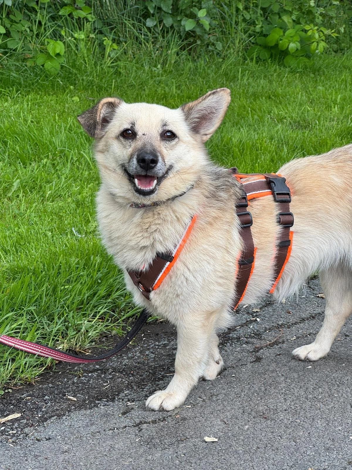 Rosie, female senior Mixed Breed for adoption at Fellgesichter in Not e.V., Lotte