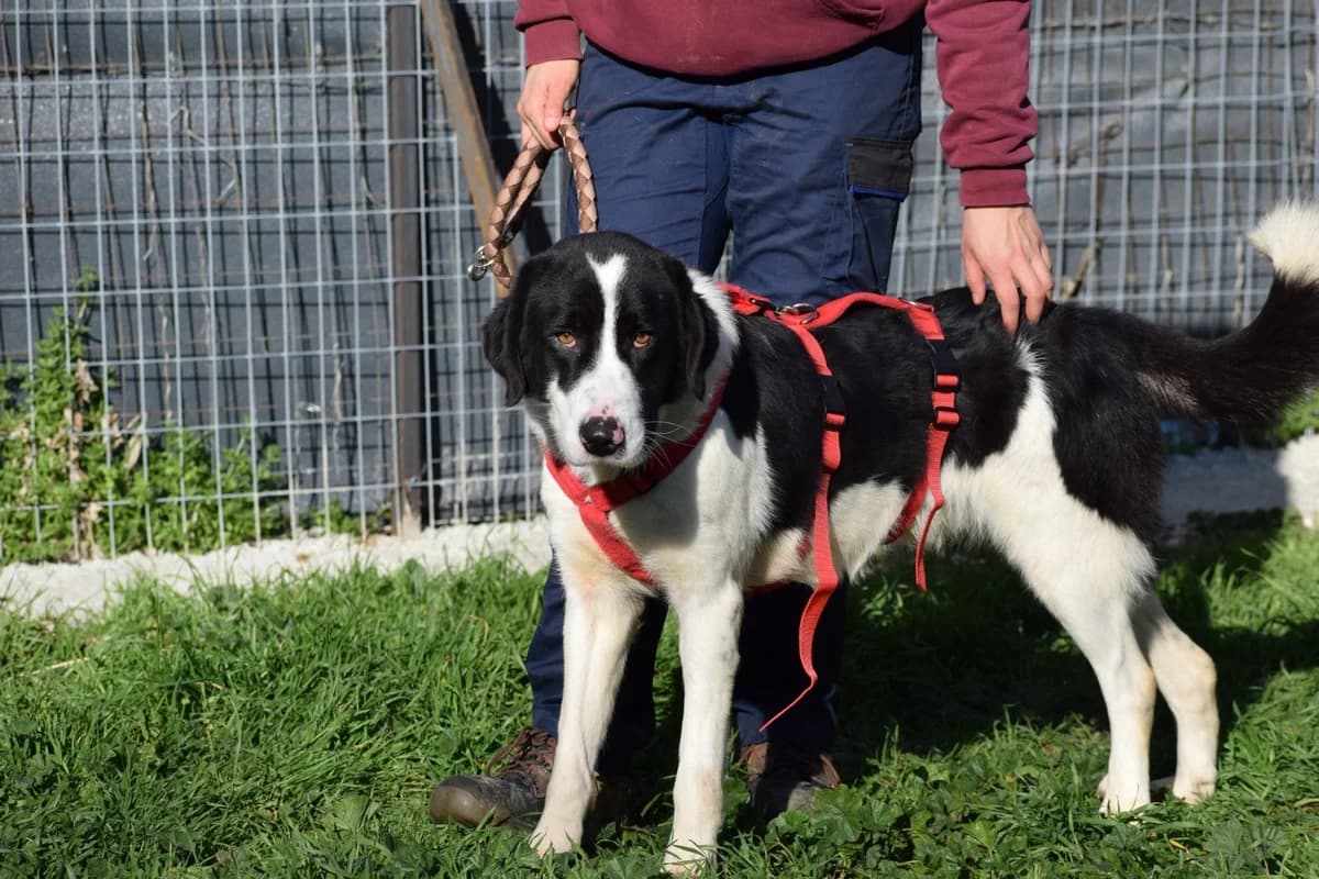 Abby, female young Mixed Breed for adoption at Fellnasen Stuttgart e.V., Stuttgart