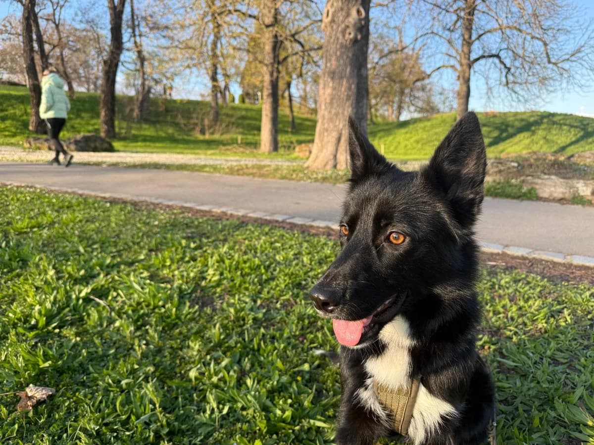 Adria, female young Mixed Breed for adoption at Fellnasen Stuttgart e.V., Stuttgart