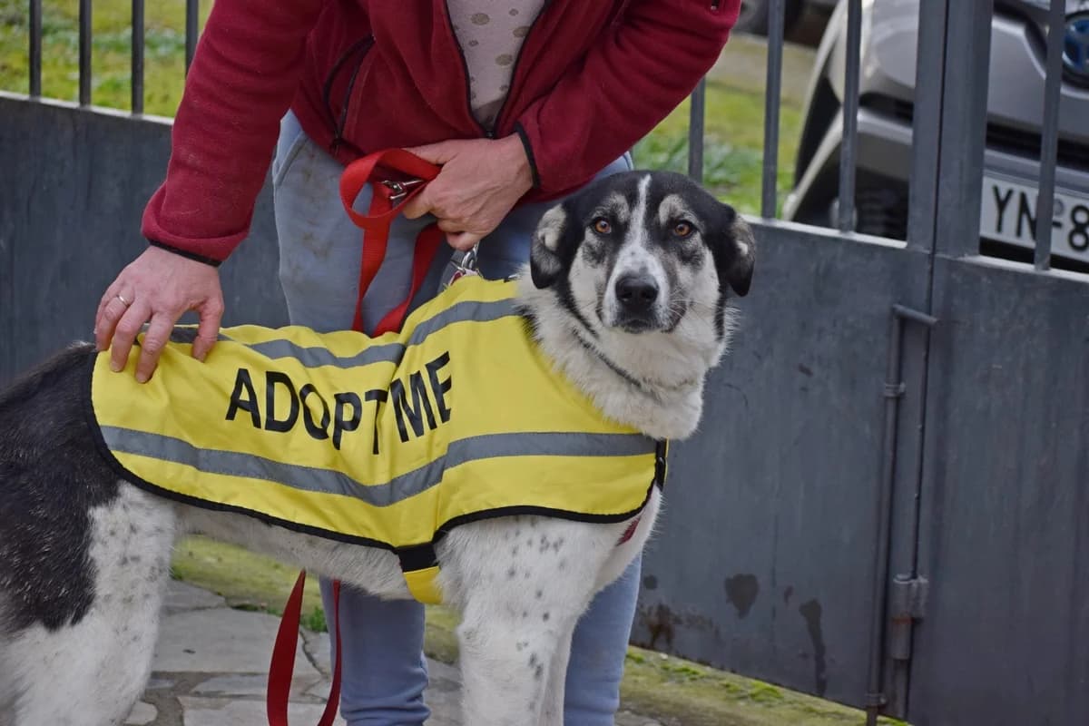 Alina, female young Mixed Breed for adoption at Fellnasen Stuttgart e.V., Stuttgart