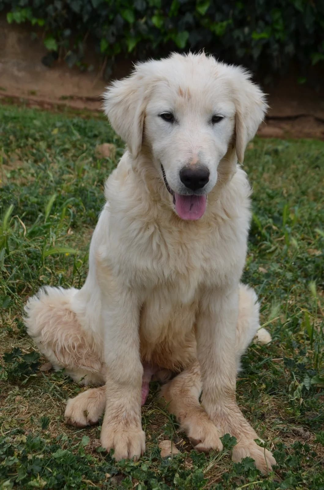 Amalfi, male puppy Mixed Breed for adoption at Fellnasen Stuttgart e.V., Stuttgart