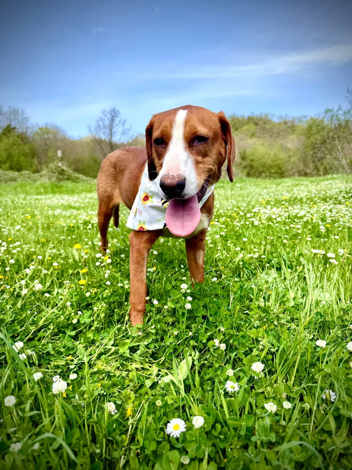 Angel, female puppy Mixed Breed for adoption at Fellnasen Stuttgart e.V., Stuttgart