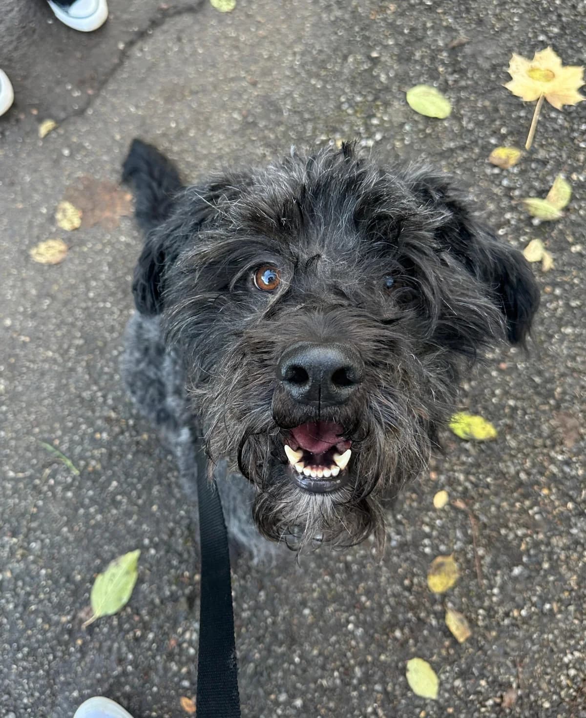 Angelo, Mixed Breed (Fellnasen Stuttgart e.V.)