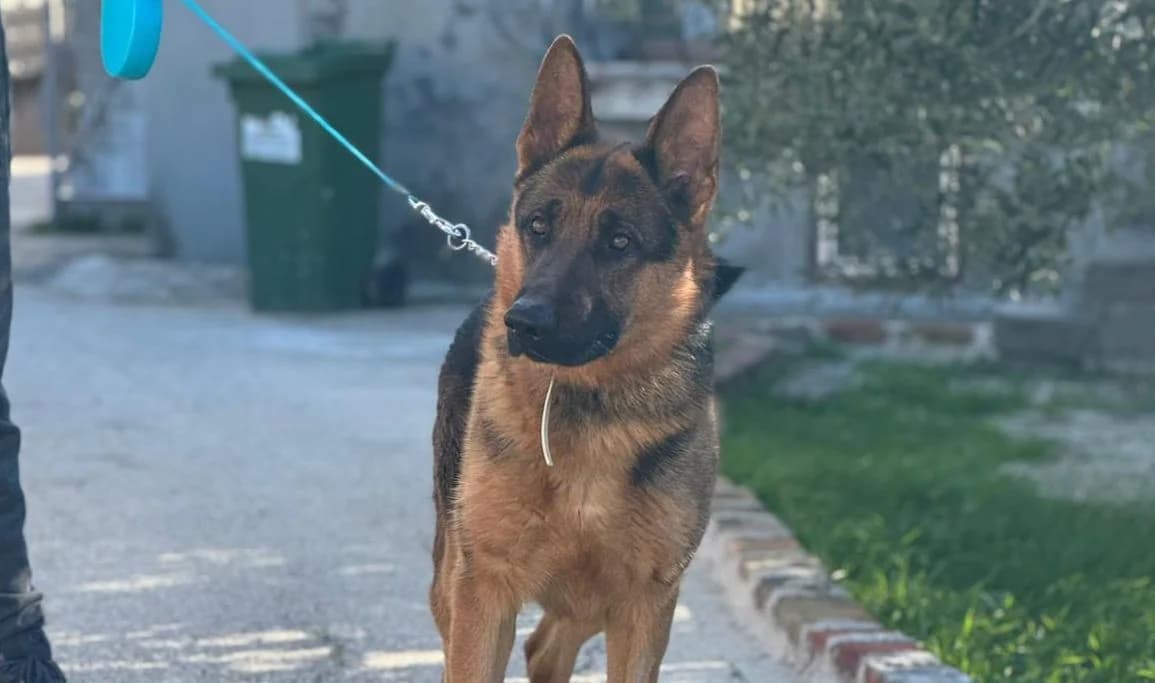 Aron, male young Mixed Breed for adoption at Fellnasen Stuttgart e.V., Stuttgart