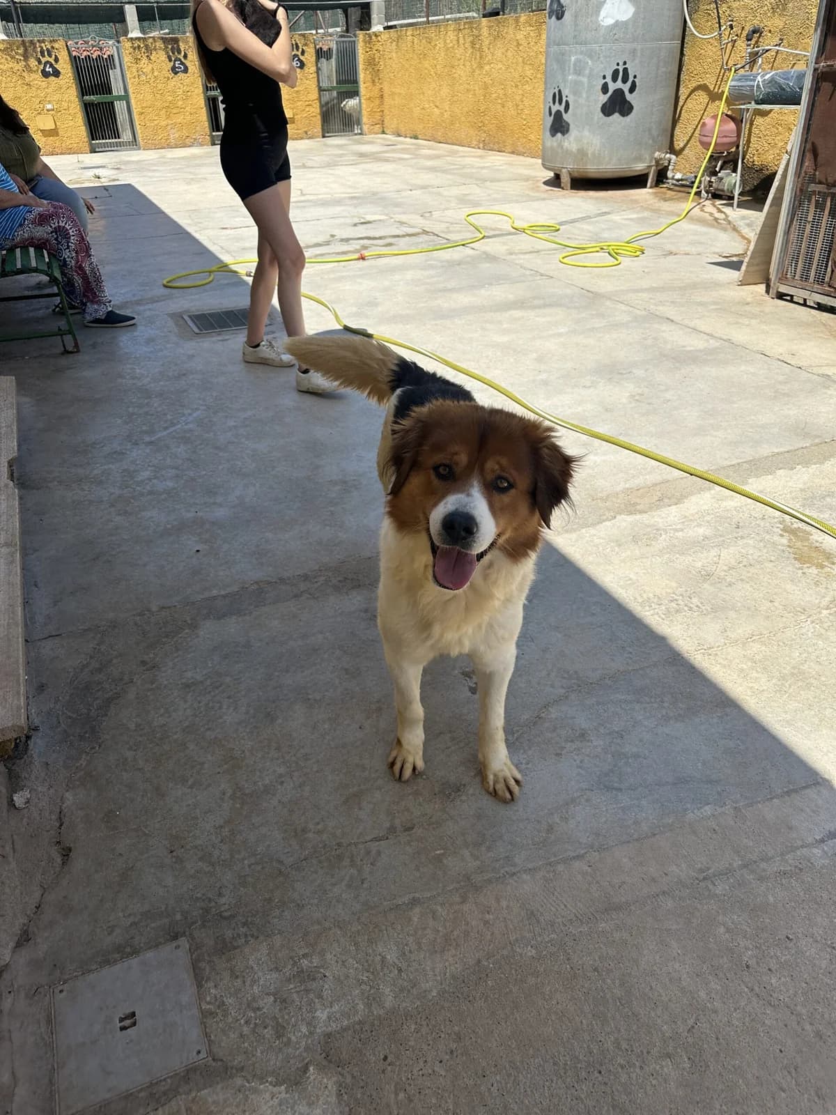 Balu, male 5yo Mixed Breed for adoption at Fellnasen Stuttgart e.V., Stuttgart