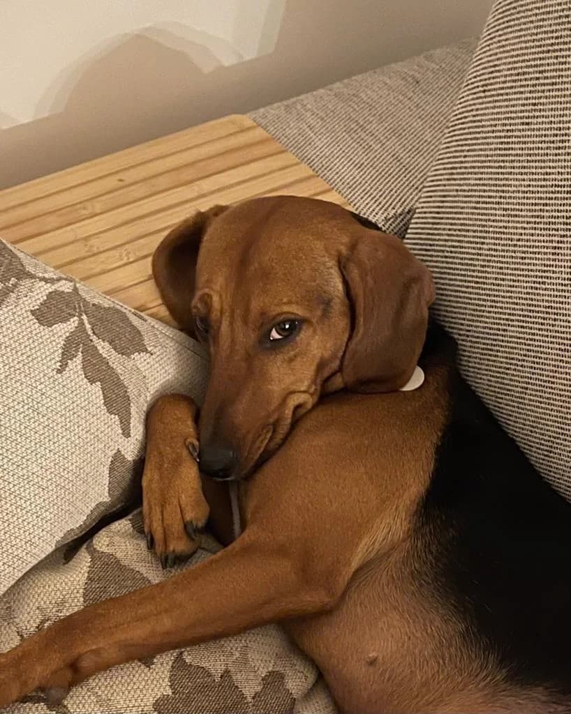 Bonny, female 5yo Mixed Breed for adoption at Fellnasen Stuttgart e.V., Stuttgart