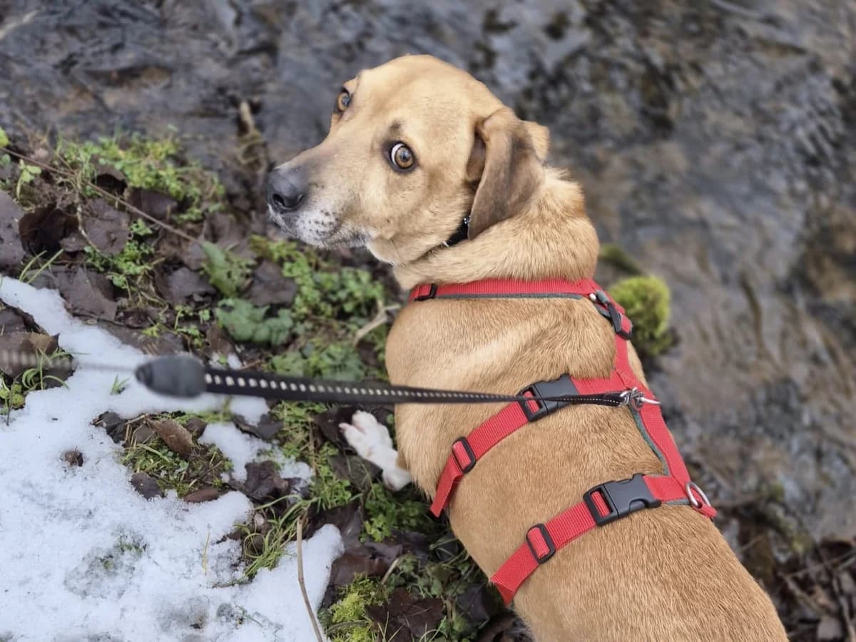 Bouts, male 3yo Mixed Breed for adoption at Fellnasen Stuttgart e.V., Stuttgart