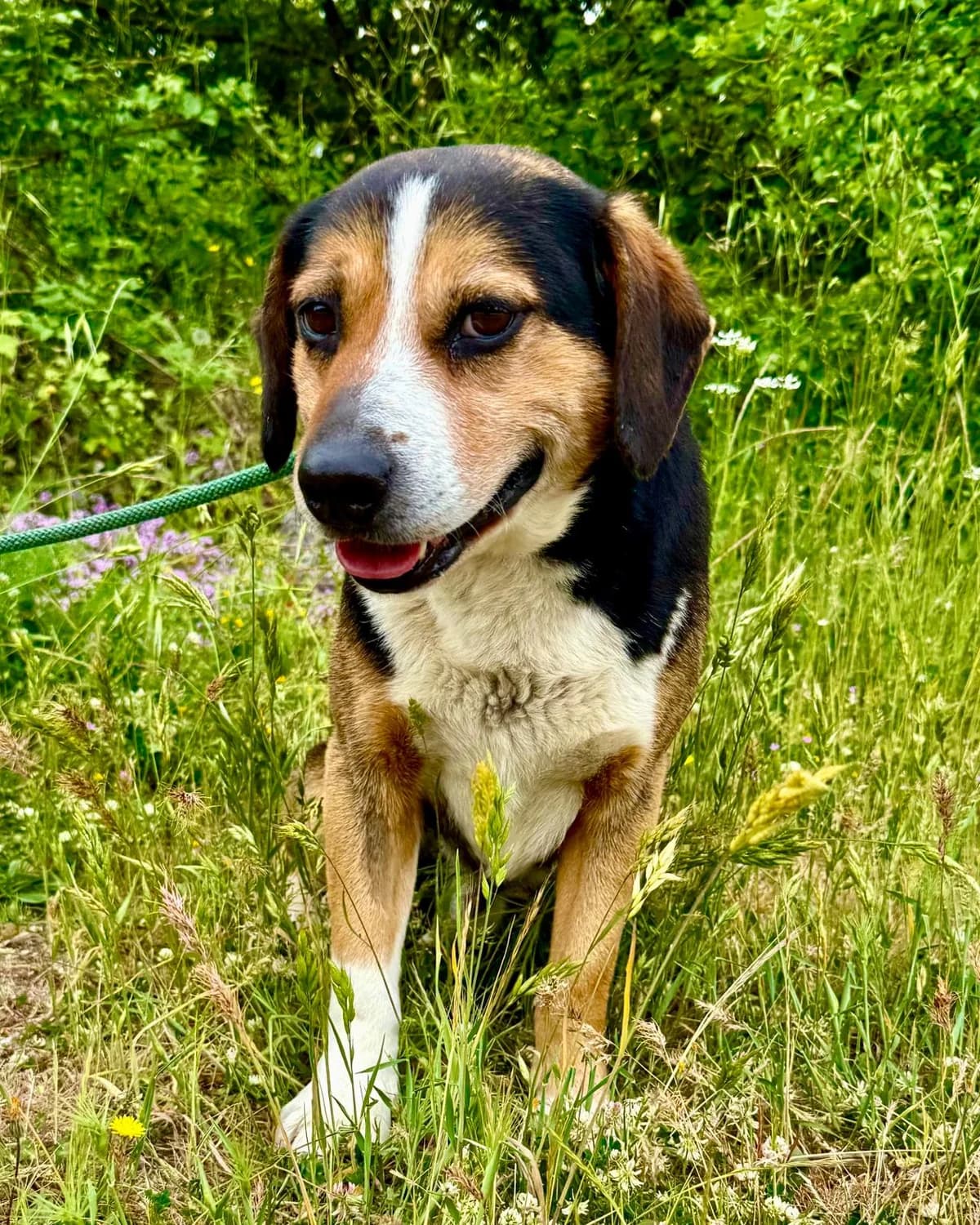 Chuk, Mixed Breed (Fellnasen Stuttgart e.V.)