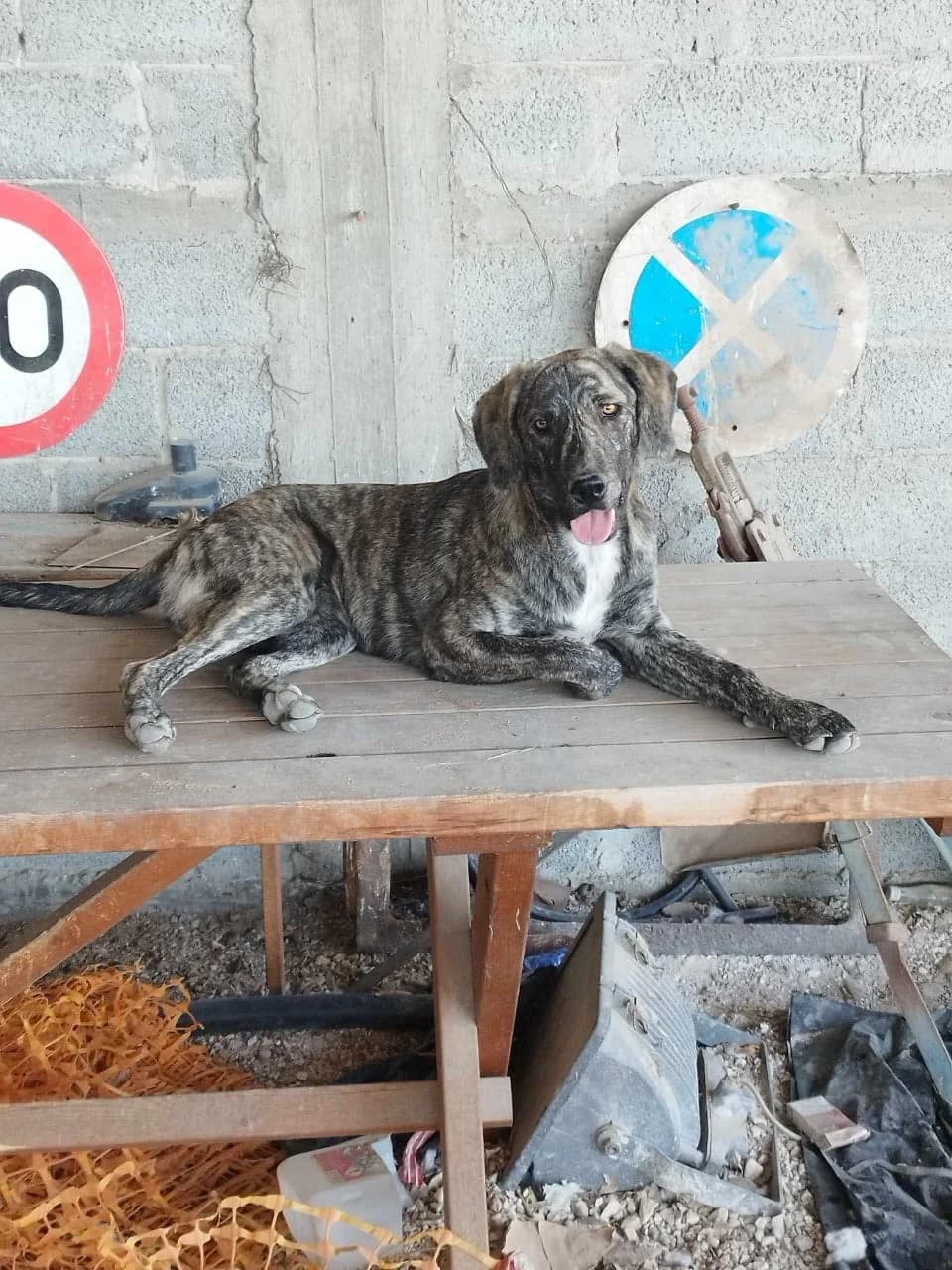 Cleo, female Mixed Breed for adoption at Fellnasen Stuttgart e.V., Stuttgart